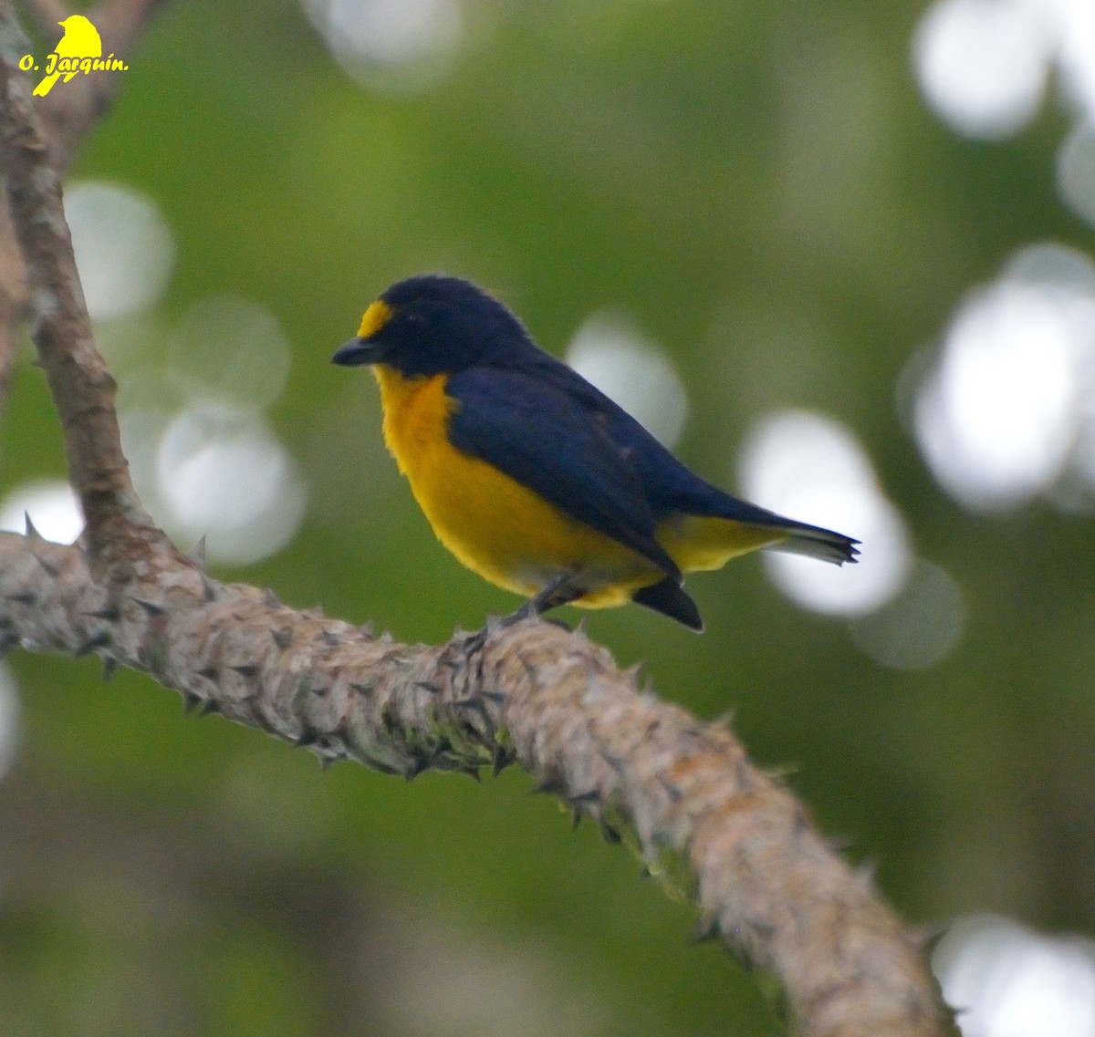 Yellow-throated Euphonia - Orlando Jarquín