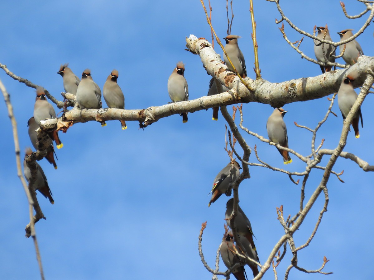 Bohemian Waxwing - ML306554891