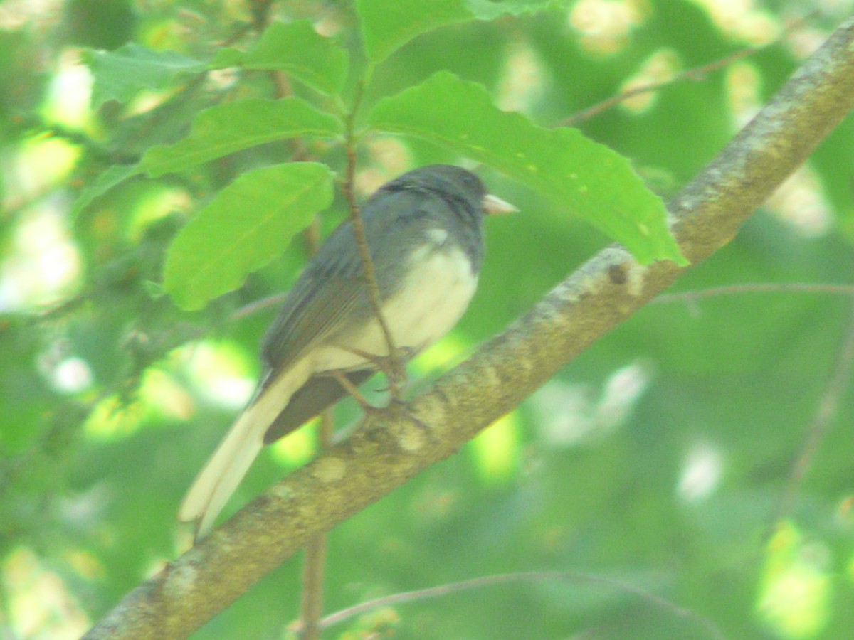 Dark-eyed Junco - ML30655511