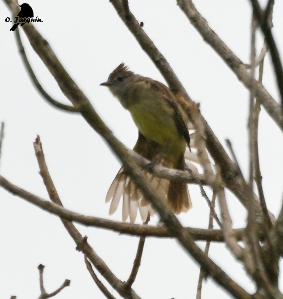 Yellow-bellied Elaenia - ML30655521