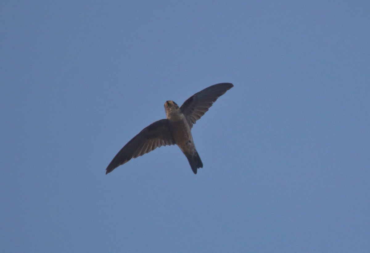 Indian Swiftlet - ML306555921