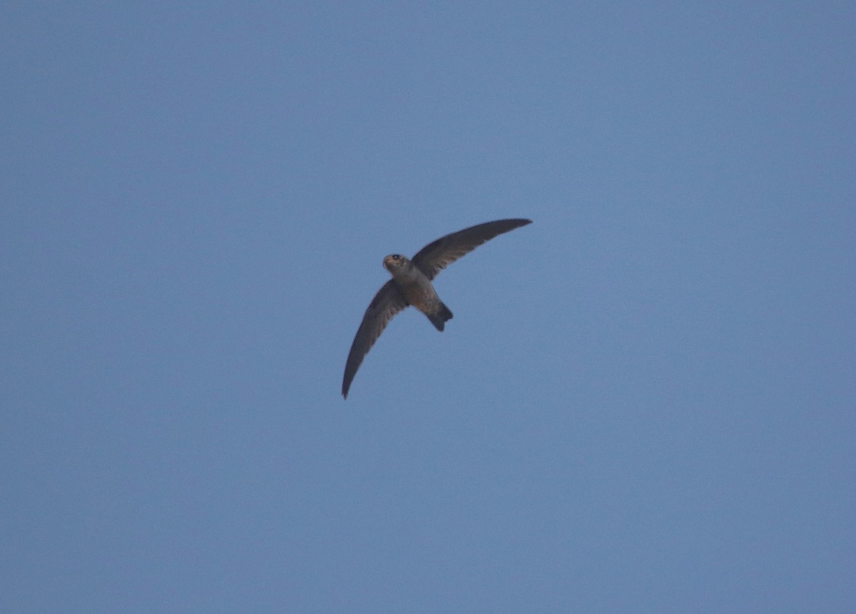 Indian Swiftlet - ML306555931