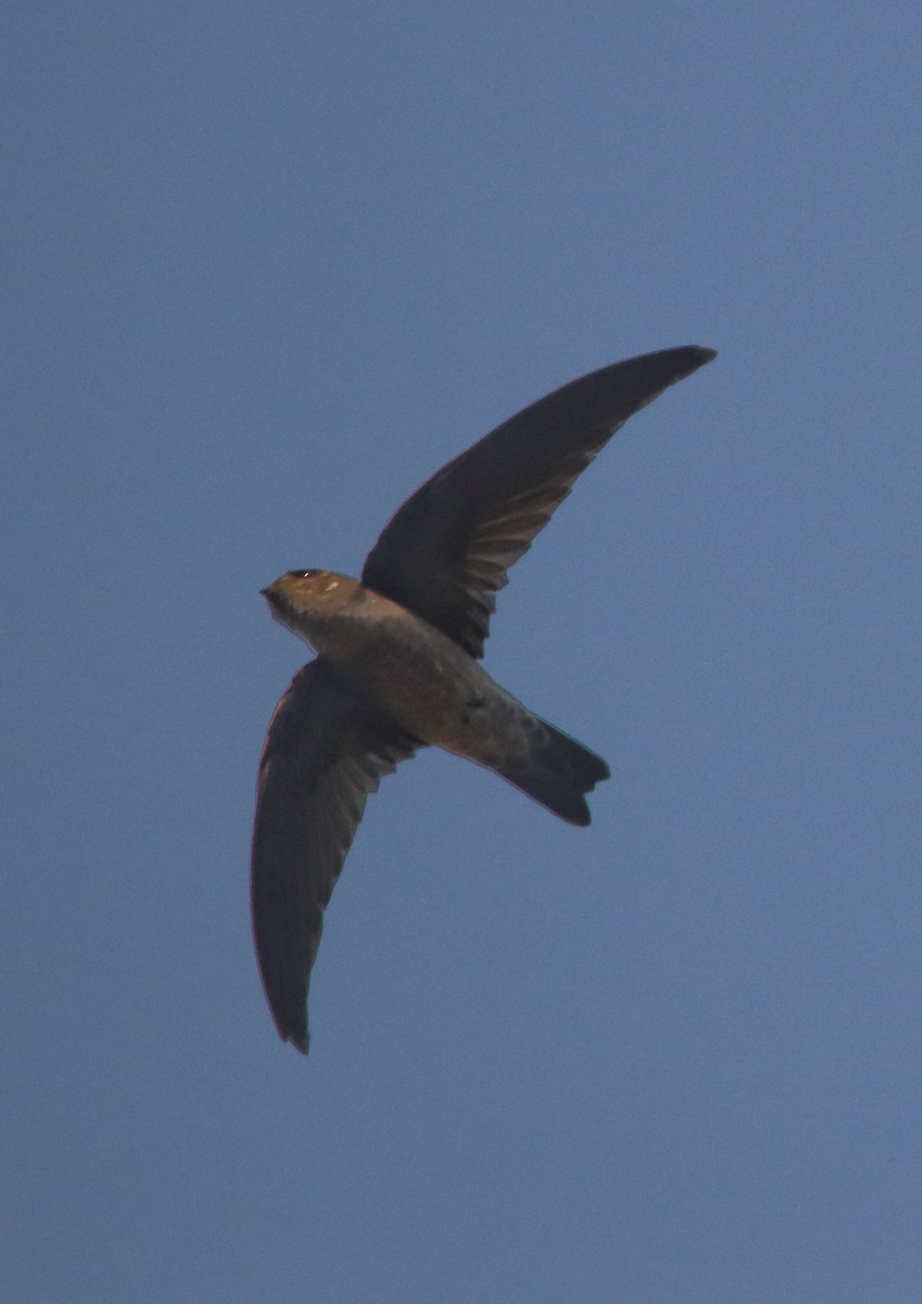 Indian Swiftlet - ML306555941