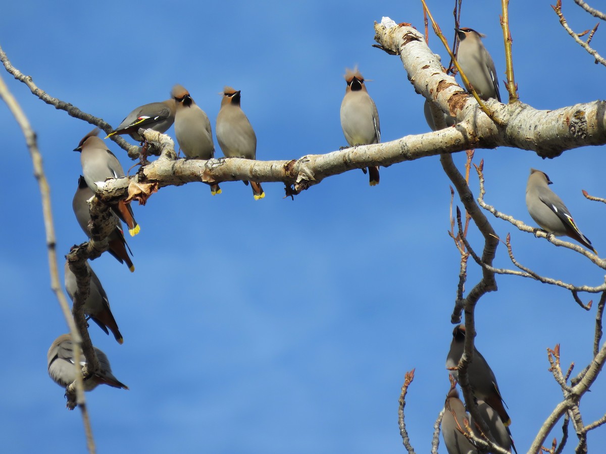 Bohemian Waxwing - ML306556081