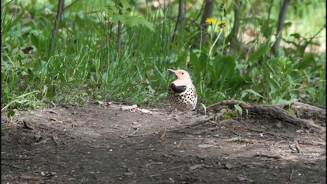 Northern Flicker - ML306556221