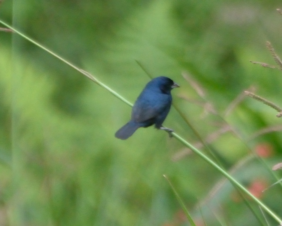 Blue-black Grassquit - ML30655701