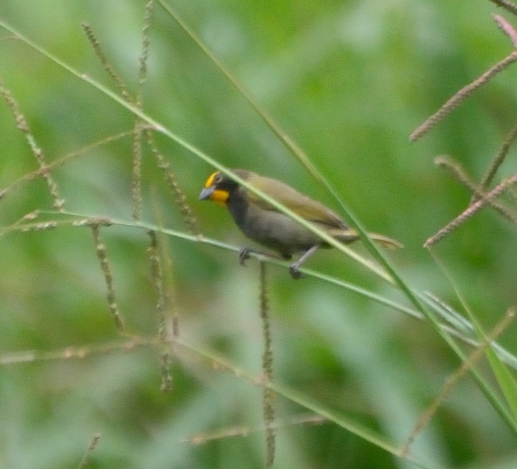 Yellow-faced Grassquit - ML30655761