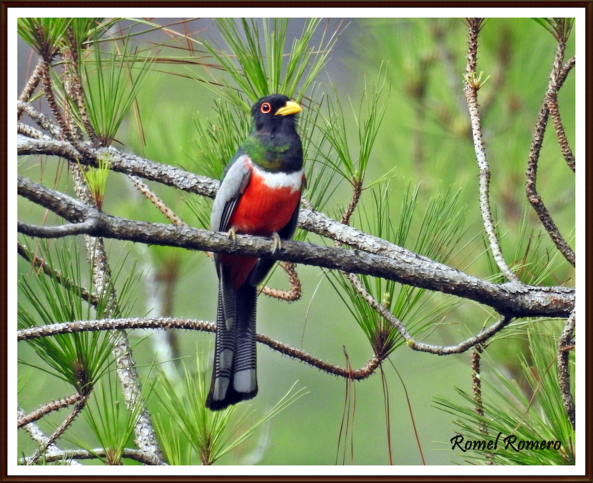 Elegant Trogon - Romel Romero