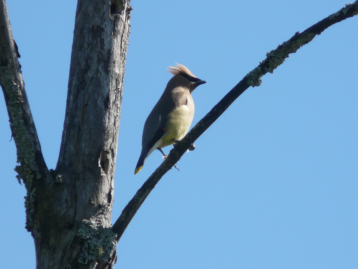 Cedar Waxwing - ML30655921