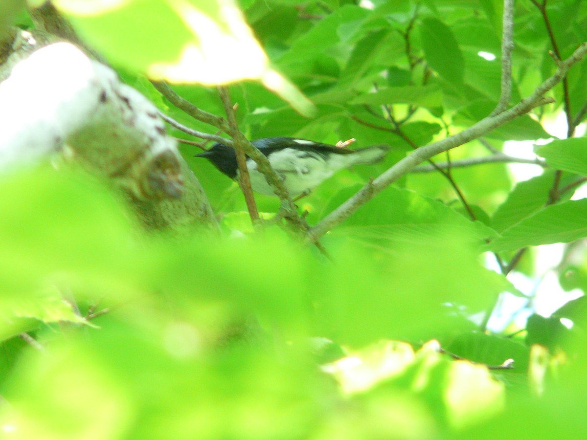 Black-throated Blue Warbler - ML30655931