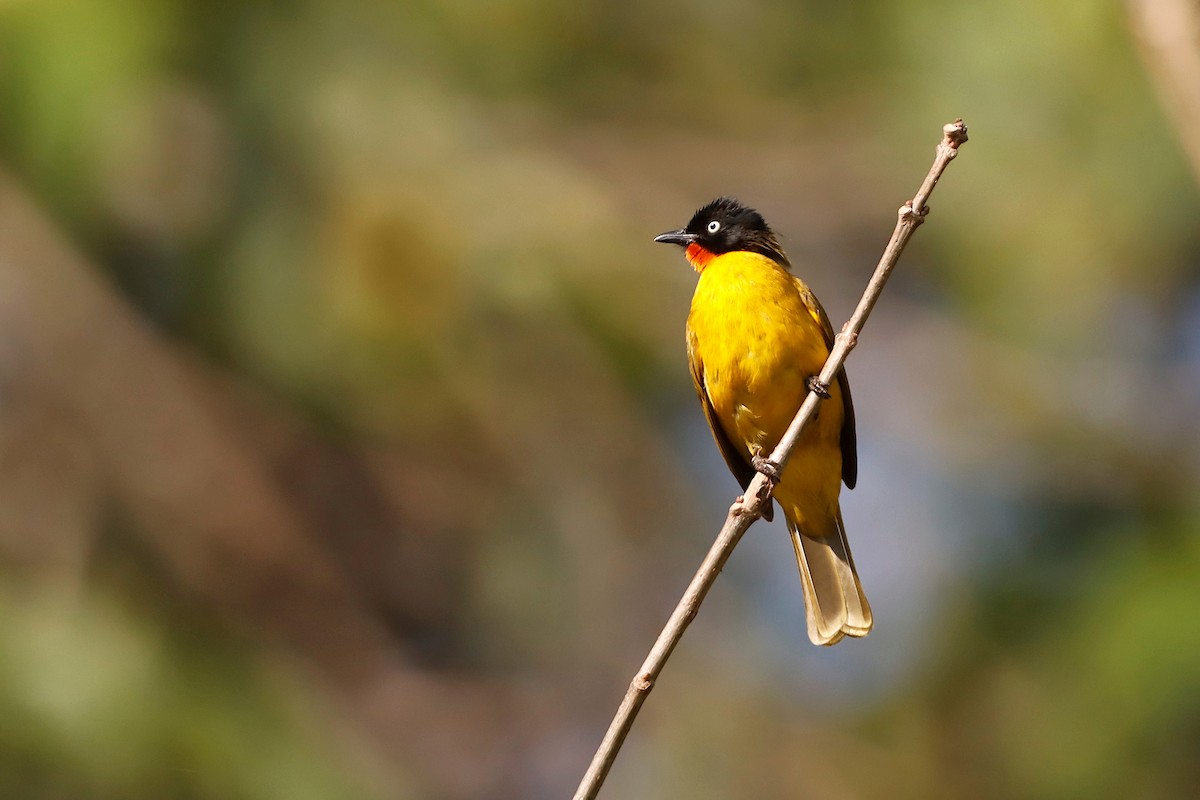 Flame-throated Bulbul - ML306559901