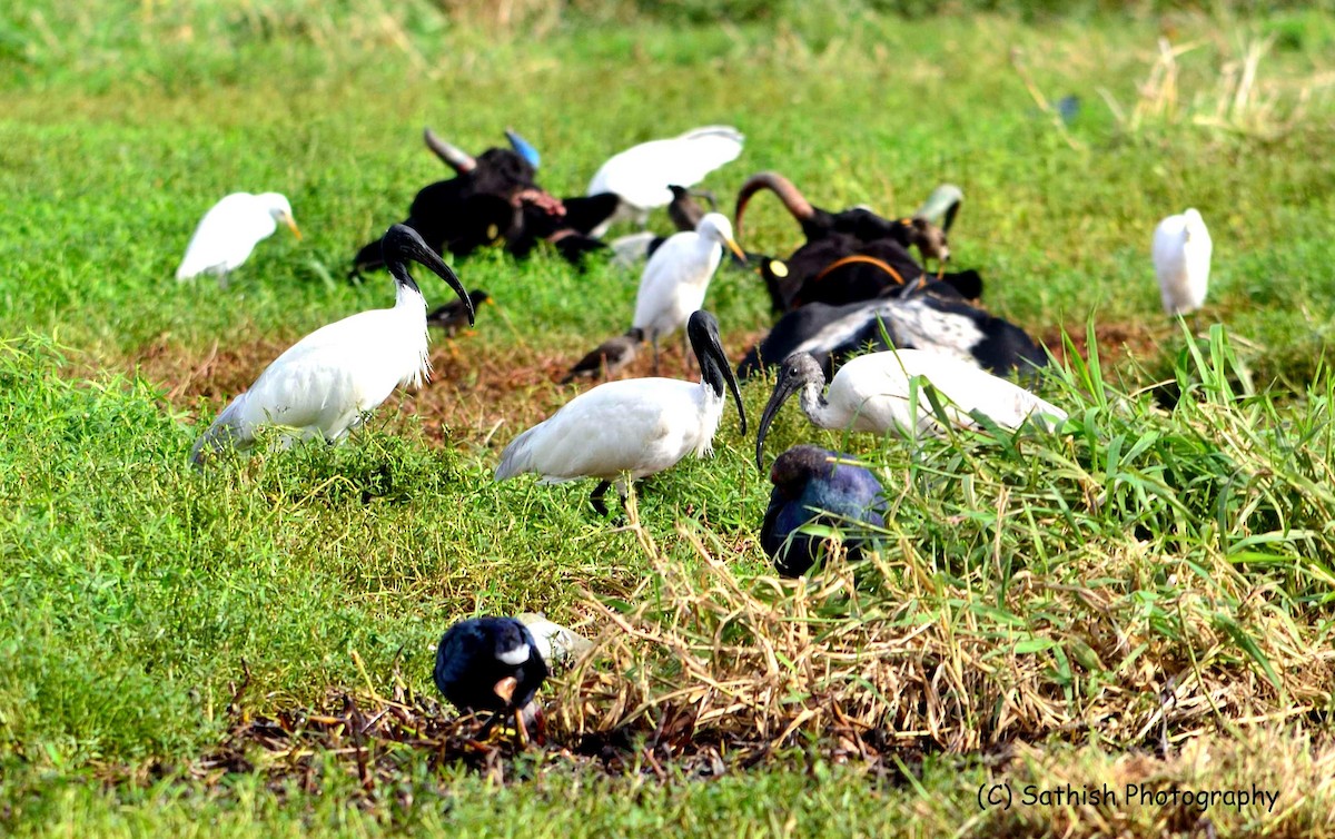 Black-headed Ibis - Sathish Ramamoorthy