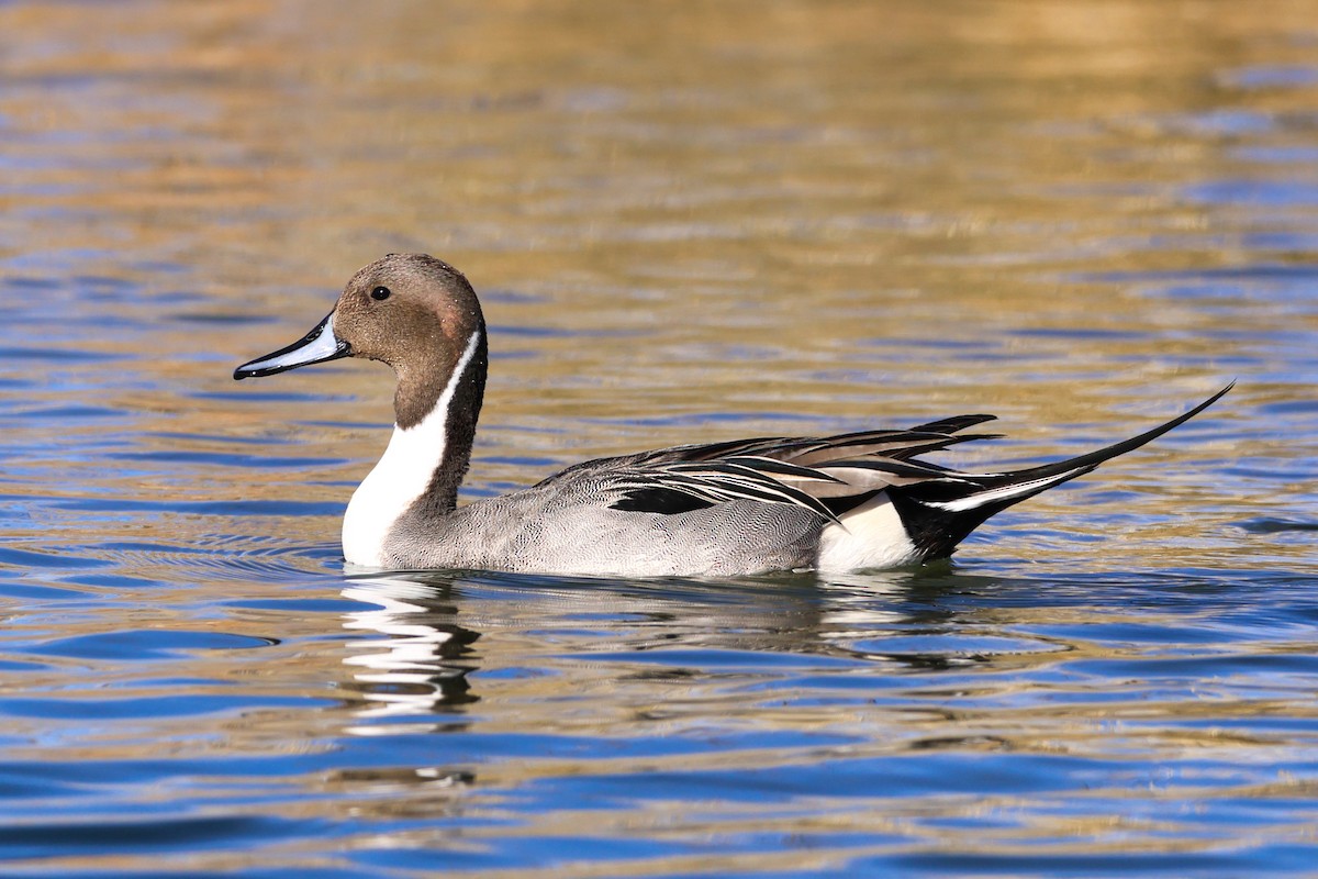 Northern Pintail - ML306561381