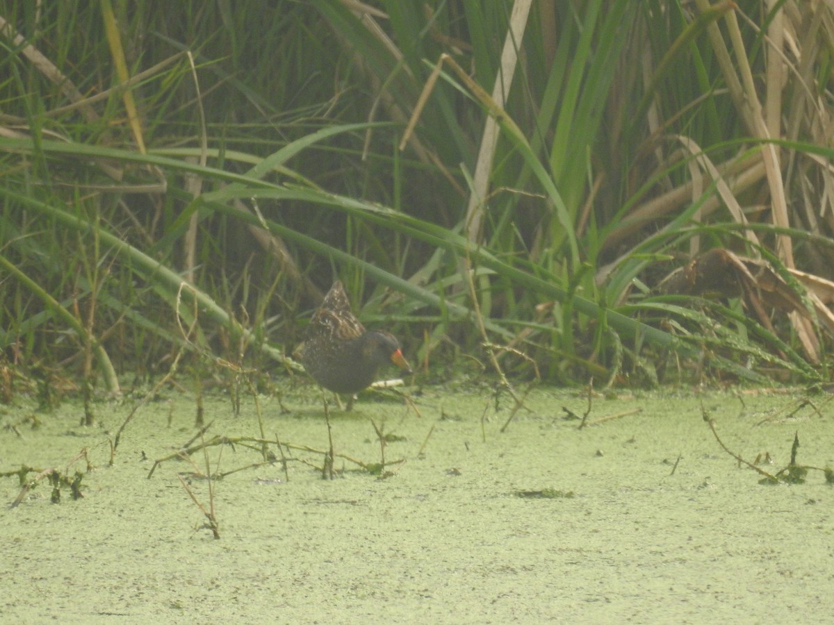 Spotted Crake - ML306562171