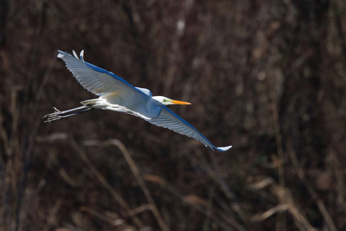 Great Egret - jose jorge