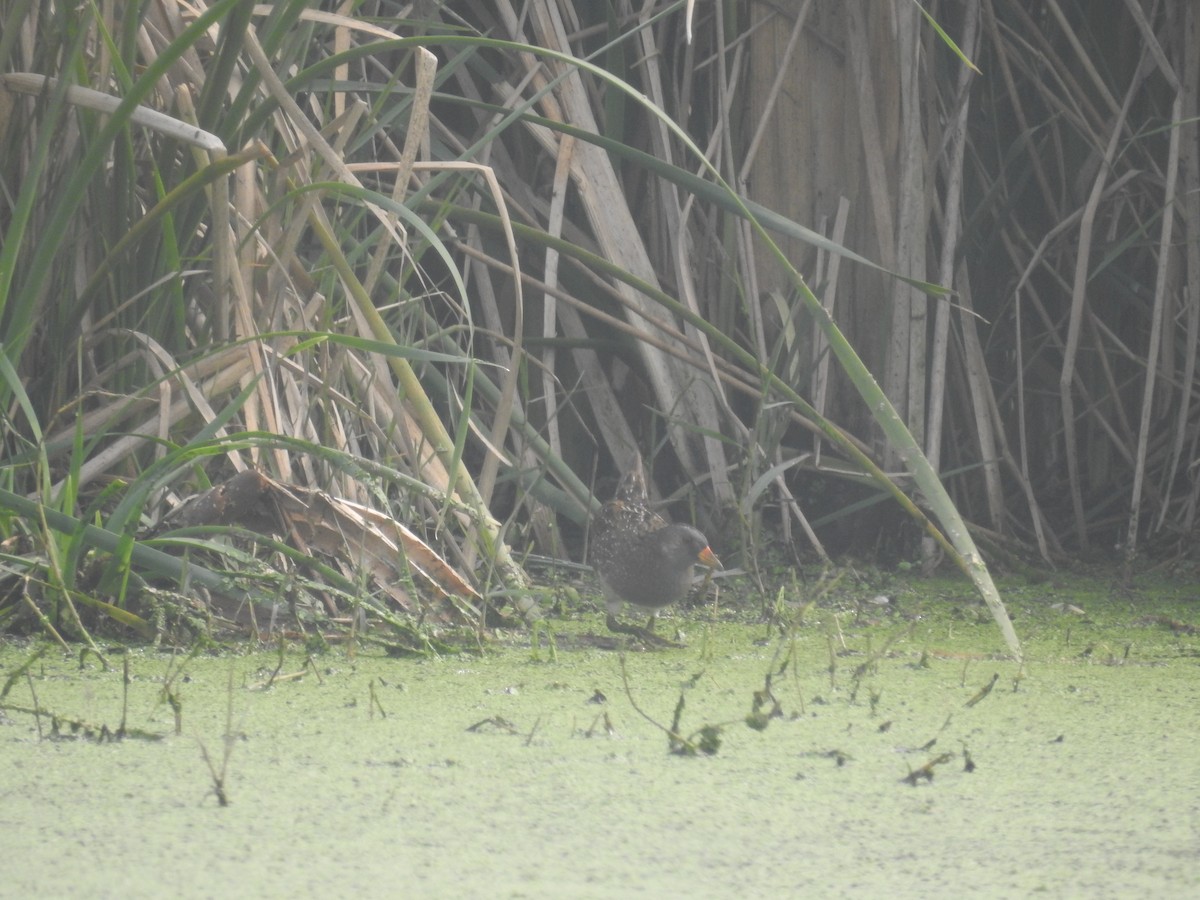 Spotted Crake - ML306562331