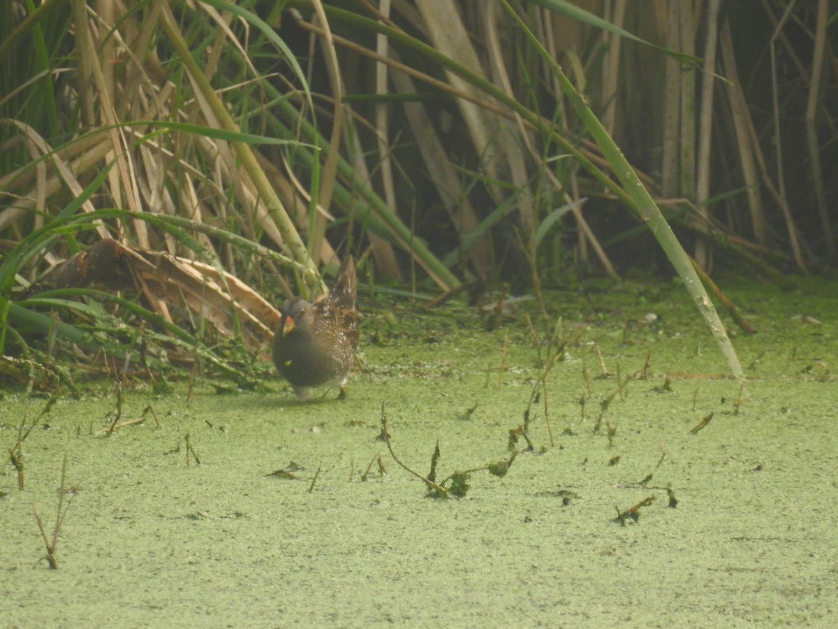 Spotted Crake - ML306562341