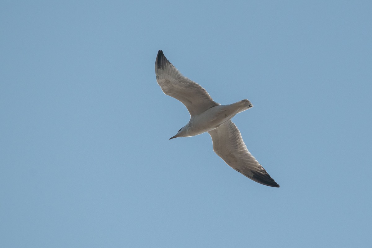 Herring Gull (Mongolian) - (Ai)Tao Liu