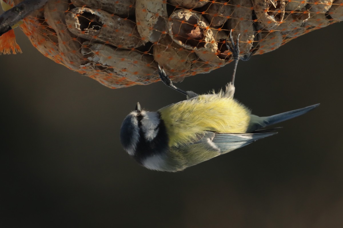 Eurasian Blue Tit - Letty Roedolf Groenenboom