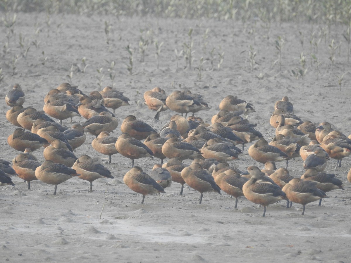 Lesser Whistling-Duck - ML306563671