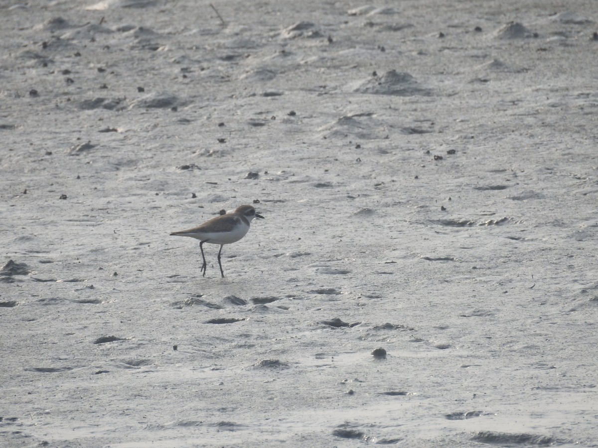 Tibetan Sand-Plover - Ashwin Viswanathan