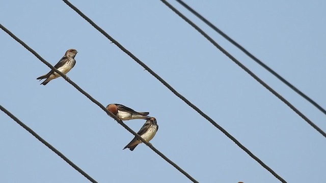 Streak-throated Swallow - ML306565071