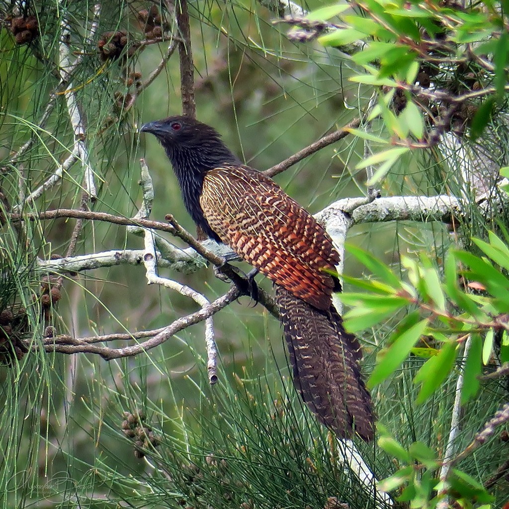 Pheasant Coucal - ML306565391