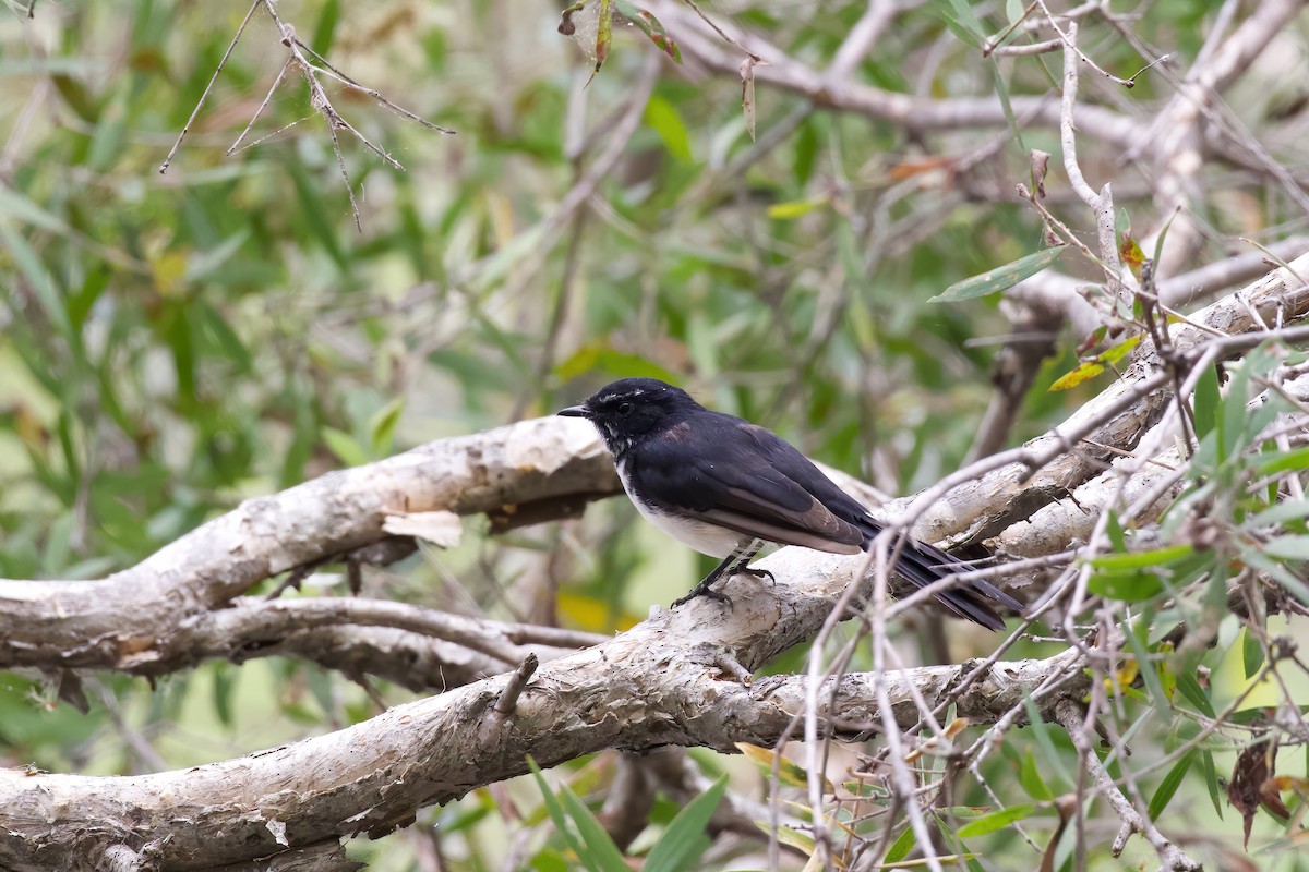 Willie-wagtail - ML306565541