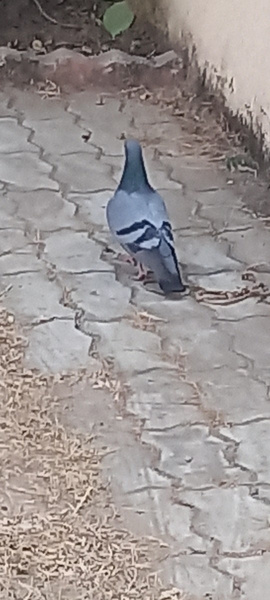 Rock Pigeon (Feral Pigeon) - ML306565651