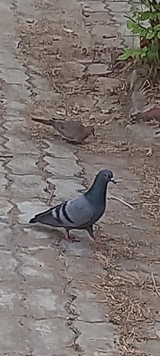 Rock Pigeon (Feral Pigeon) - ML306566201
