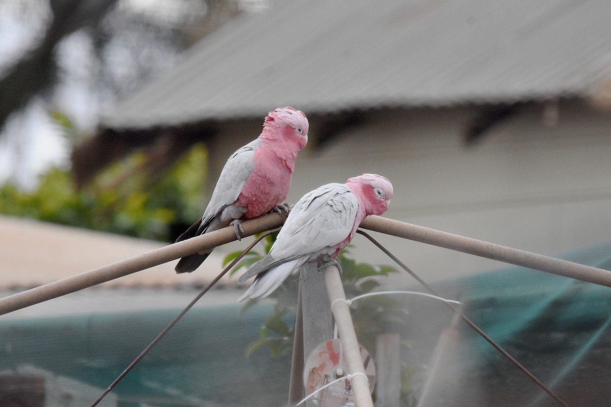 Galah - ML30656811