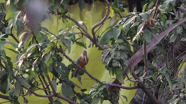 Stork-billed Kingfisher - ML306568301