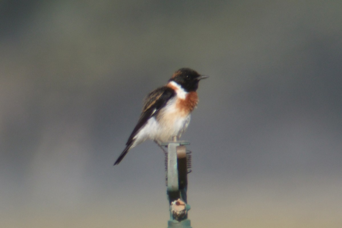 Siberian Stonechat - ML306569141