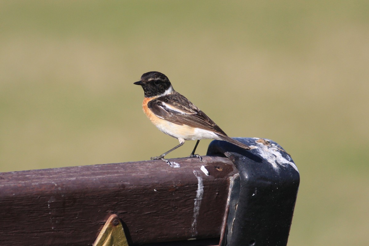 Siberian Stonechat (Caspian) - ML306569831