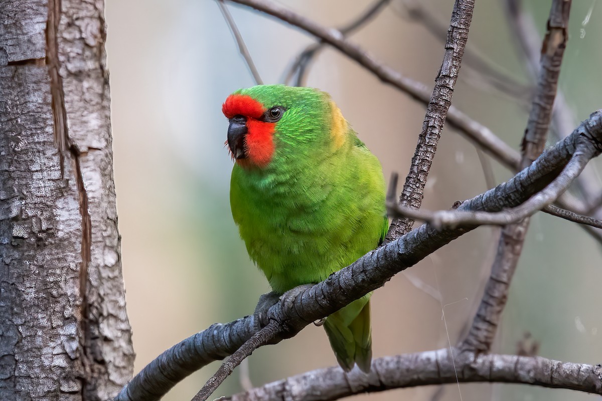 Little Lorikeet - Cary Lewis