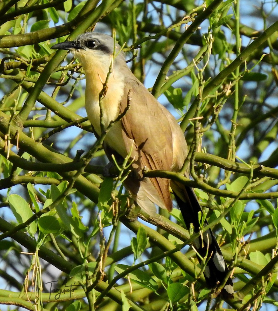 Dark-billed Cuckoo - ML306571481