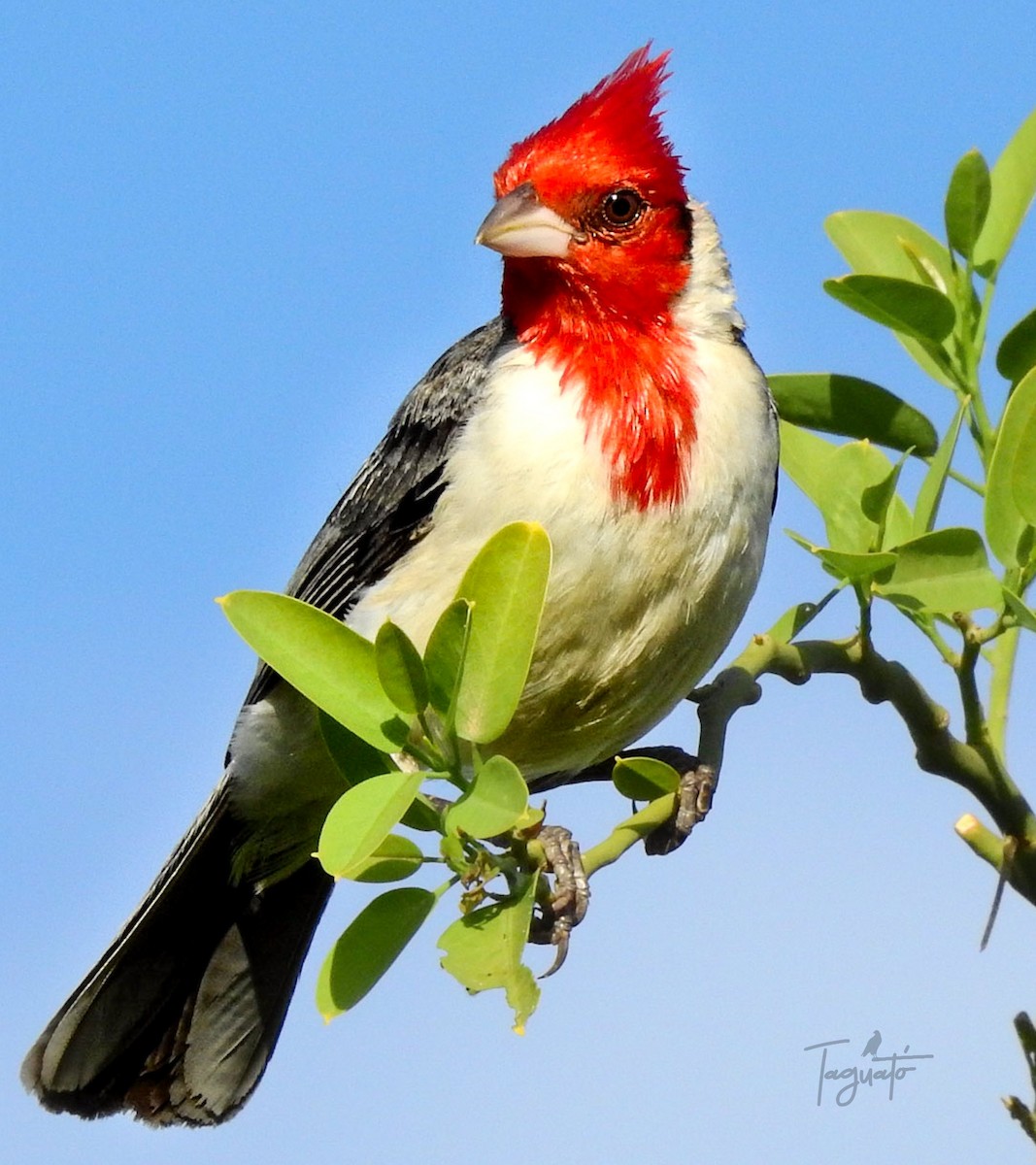 Red-crested Cardinal - Edgar Romero