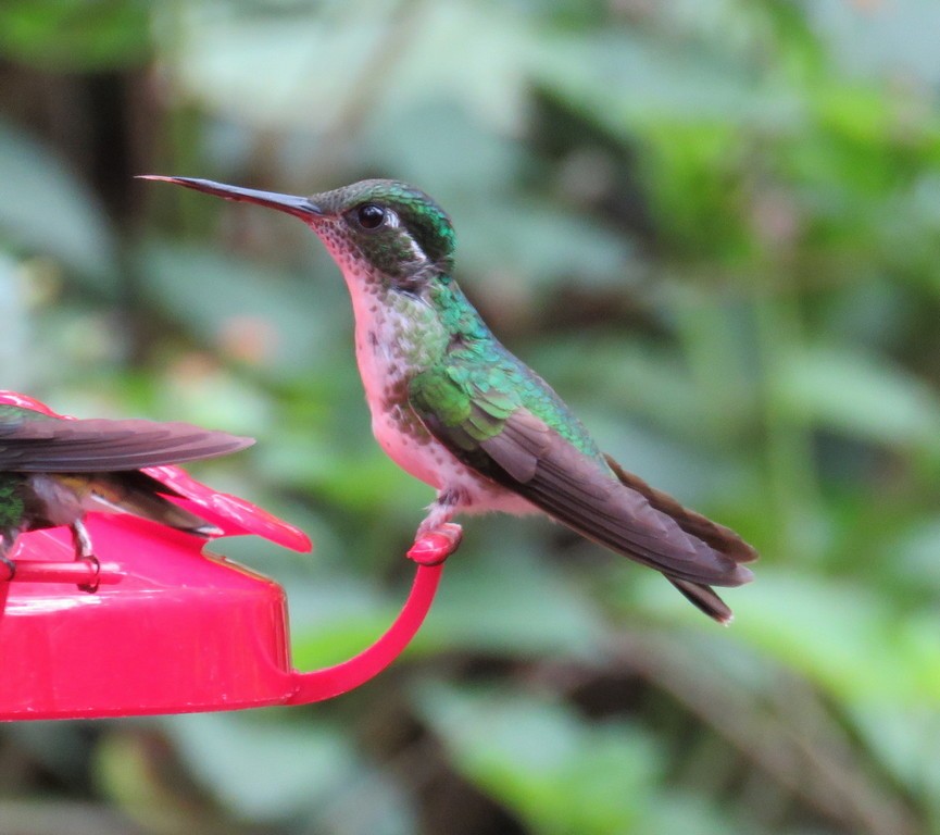 Colibrí Gorjivioleta - ML306572141