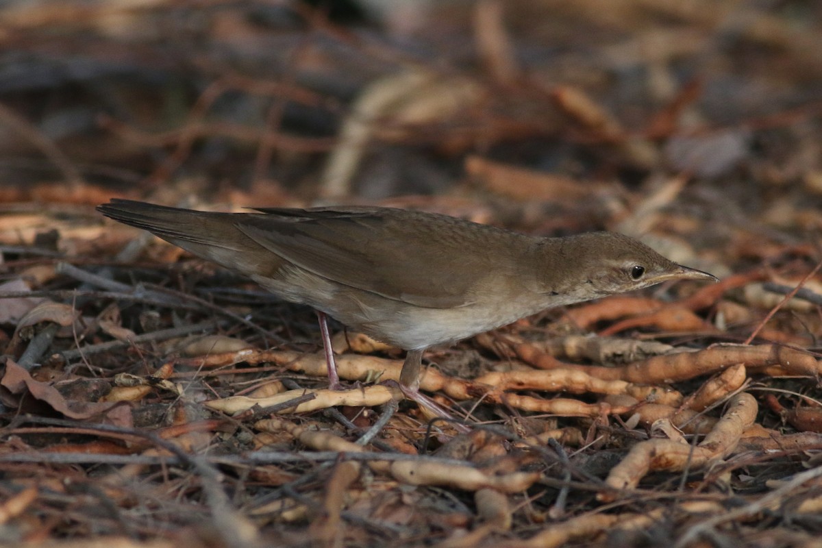 Savi's Warbler - ML306572941