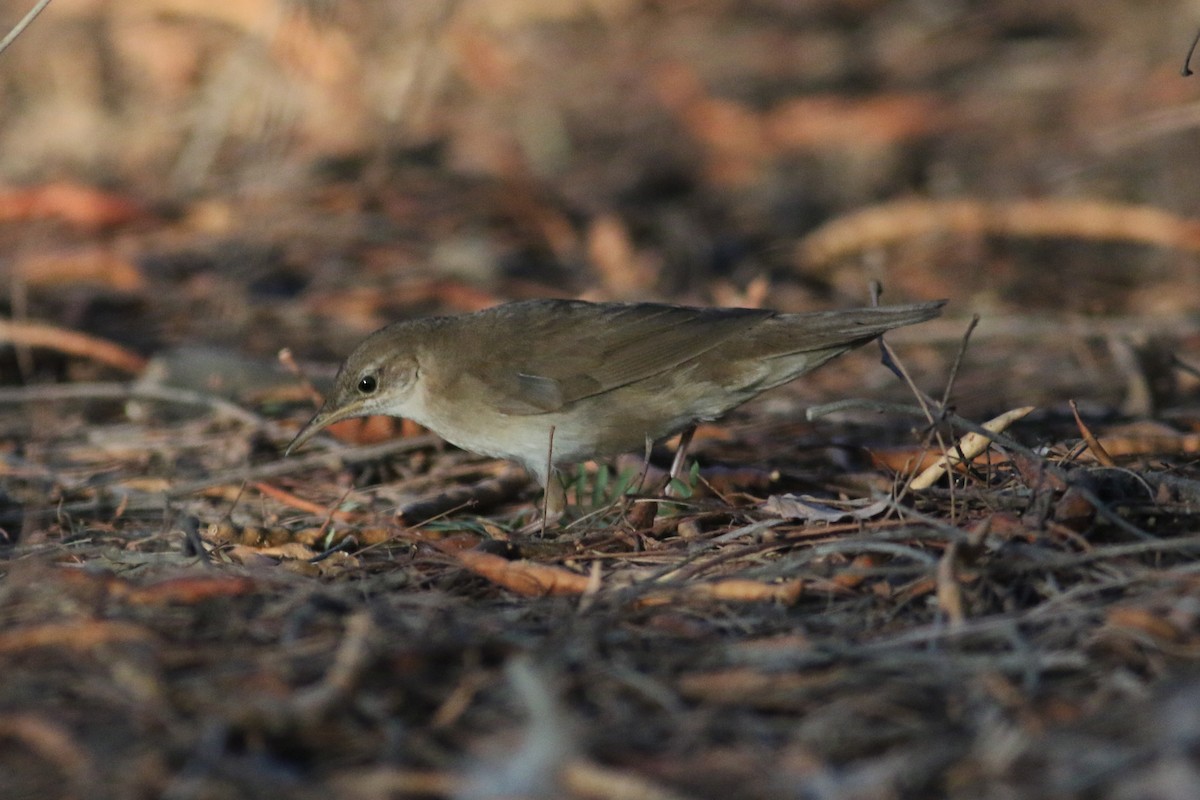 Savi's Warbler - ML306573031