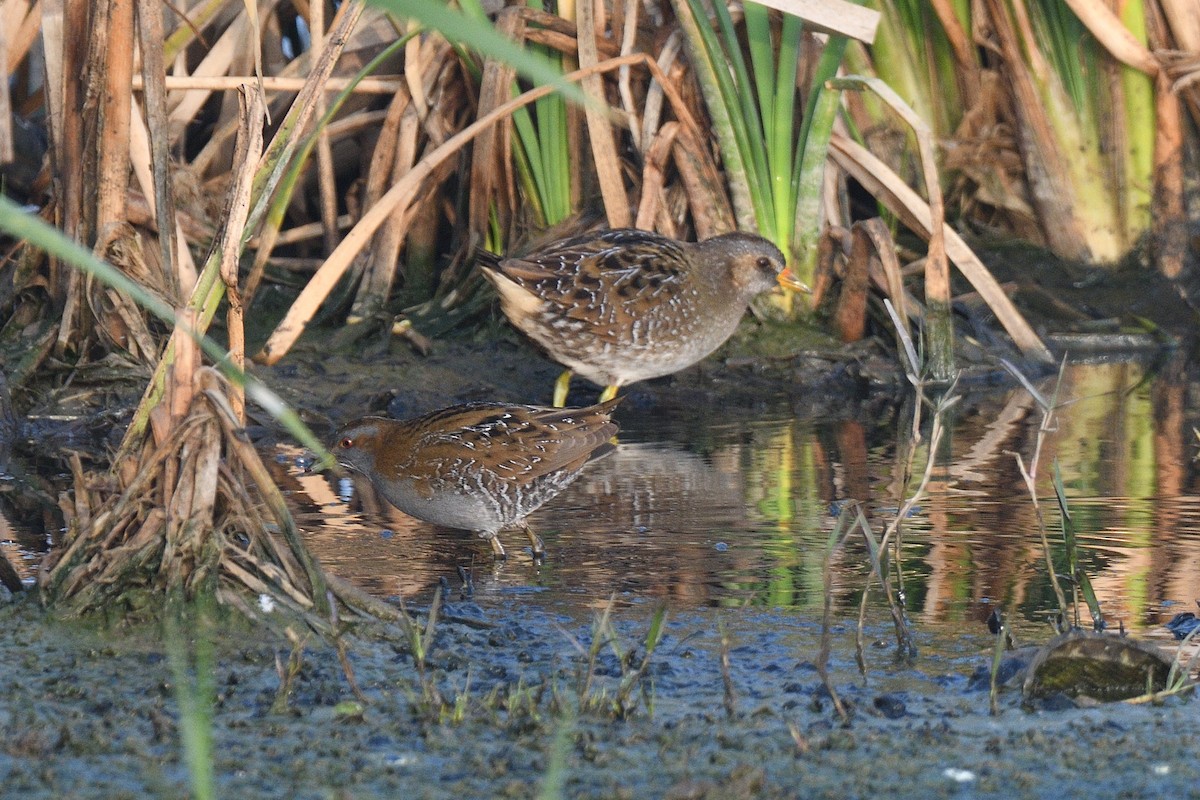 Spotted Crake - ML306573091