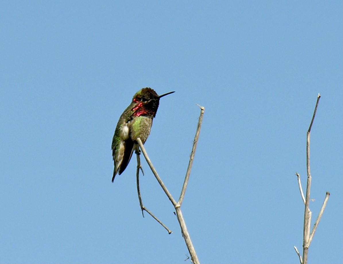 Colibrí de Anna - ML306574351