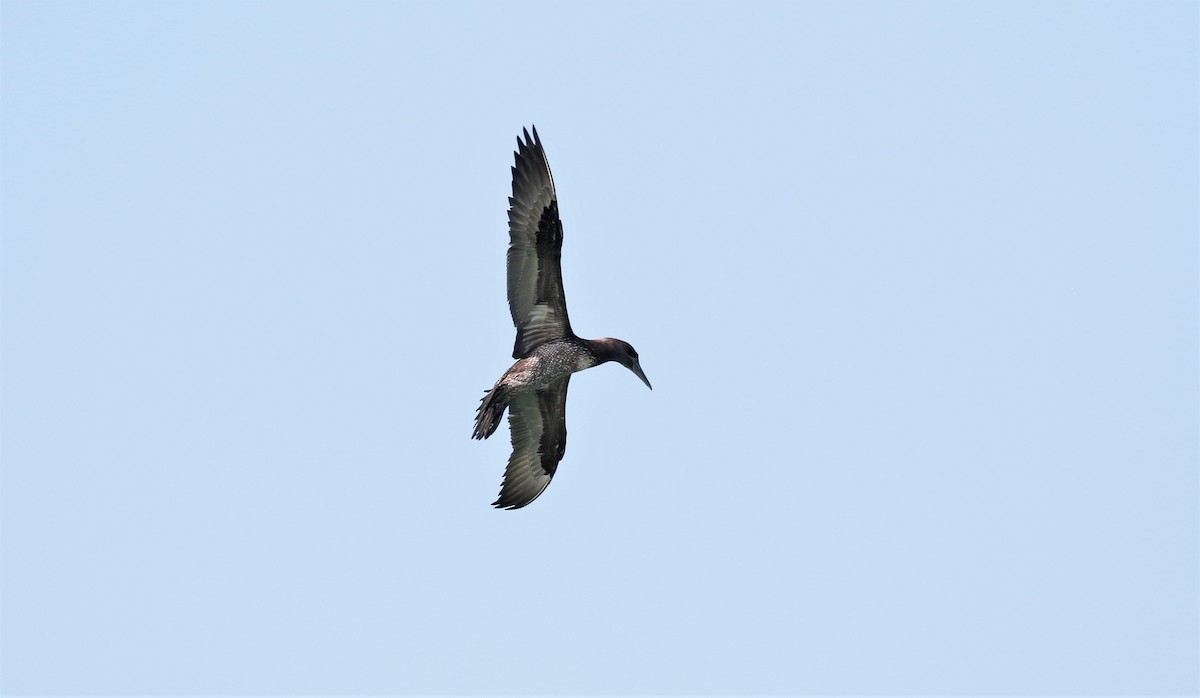 Northern Gannet - ML306579241