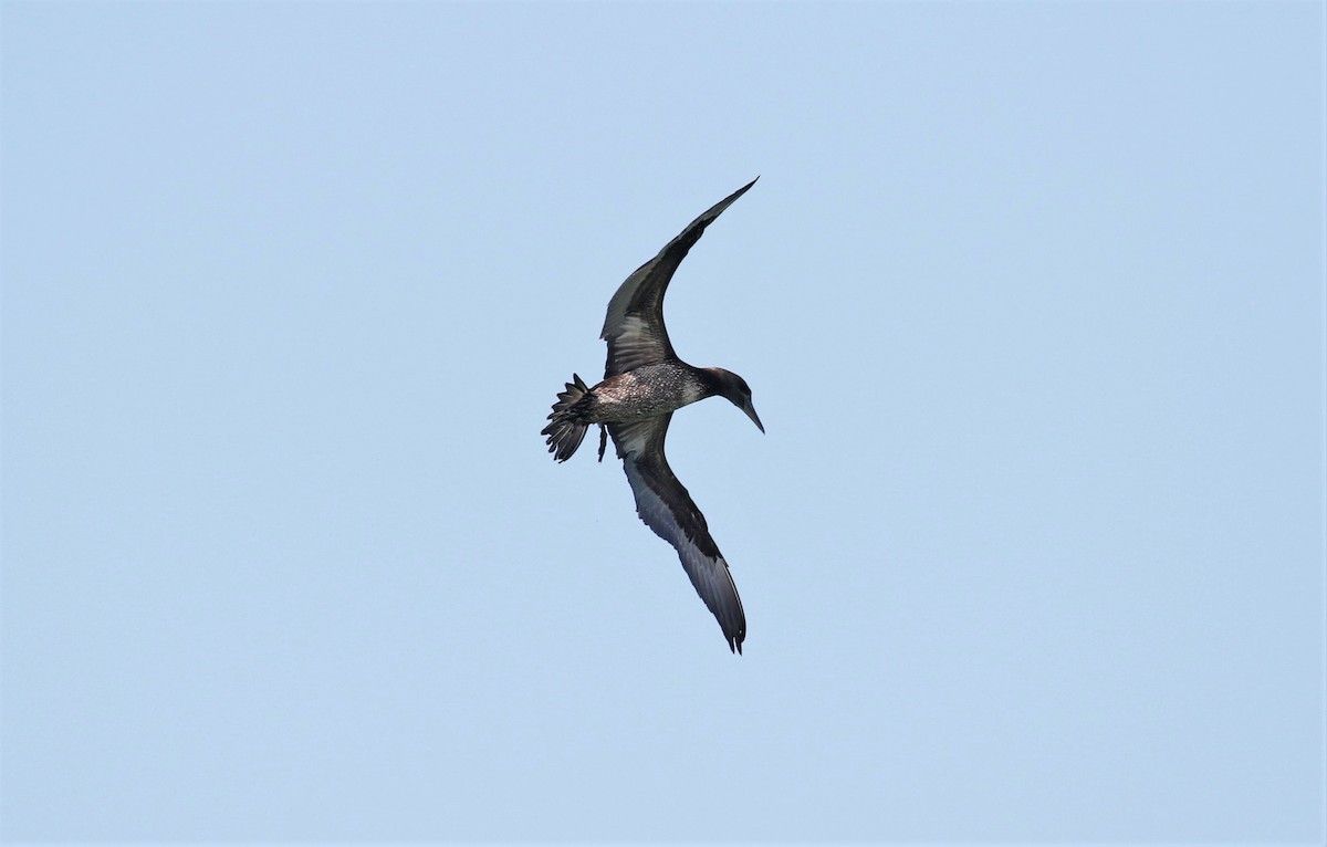 Northern Gannet - ML306579291