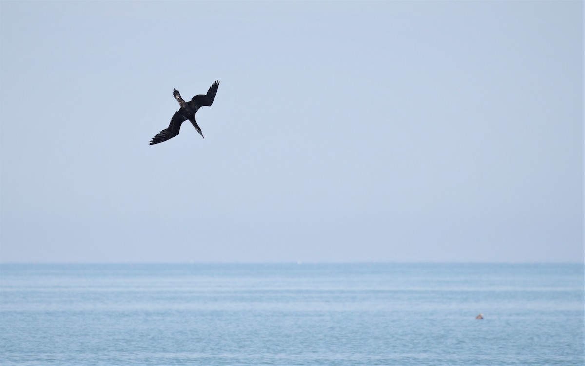 Northern Gannet - ML306579381