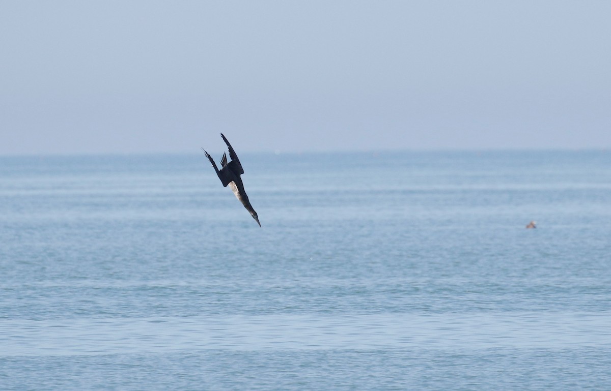 Northern Gannet - ML306579451