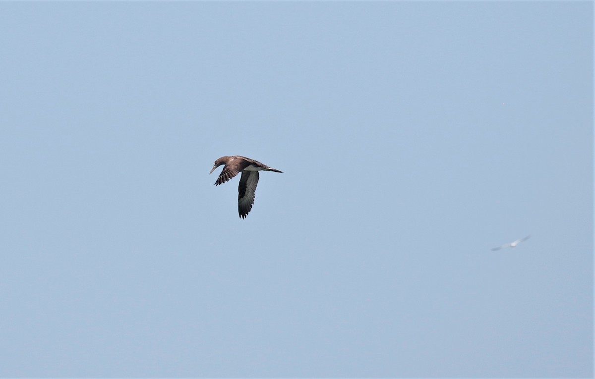 Northern Gannet - ML306579541