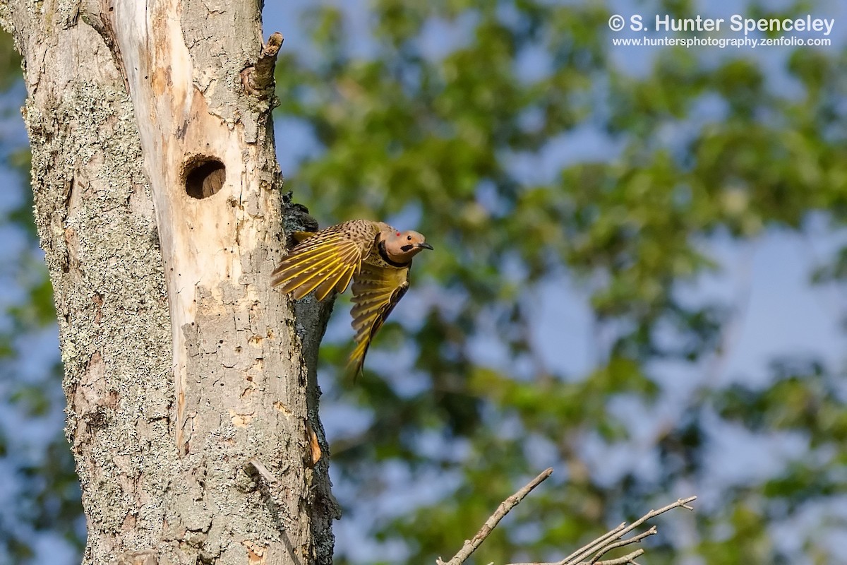 Northern Flicker - ML30658121