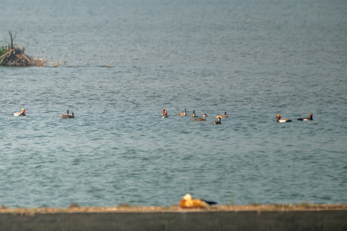 Red-crested Pochard - ML306582931