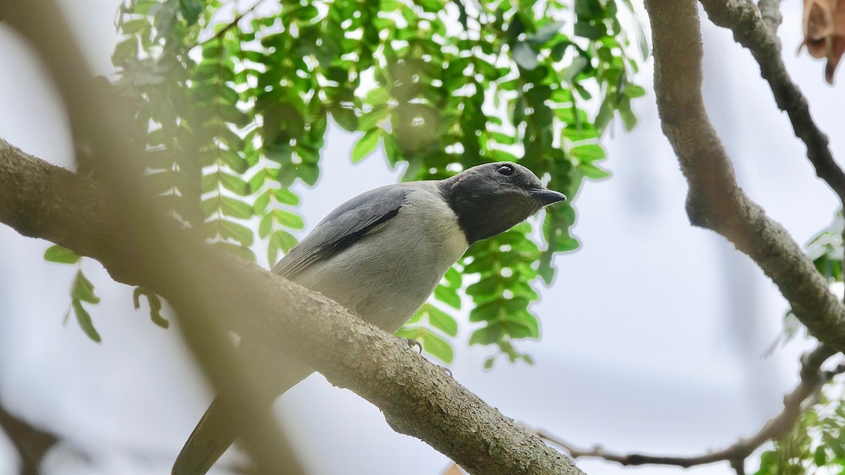 Madagascar Cuckooshrike - Jan Ekkers